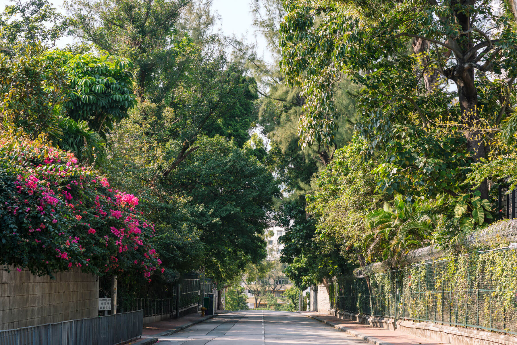 TREE-LINED BOULEVARD ON KADOORIE AVENUE